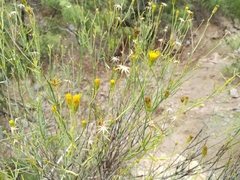 Porophyllum scoparium