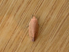 Acanthodela protophaes