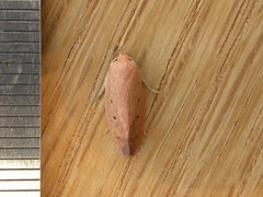 Acanthodela protophaes