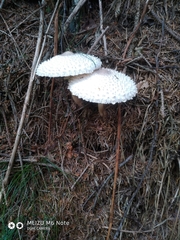 Leucoagaricus nympharum