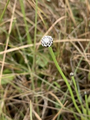 Eriocaulon dregei