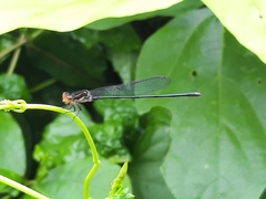 Pseudagrion pruinosum