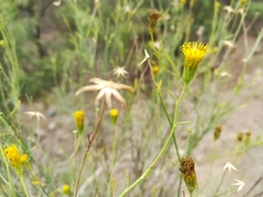 Porophyllum scoparium