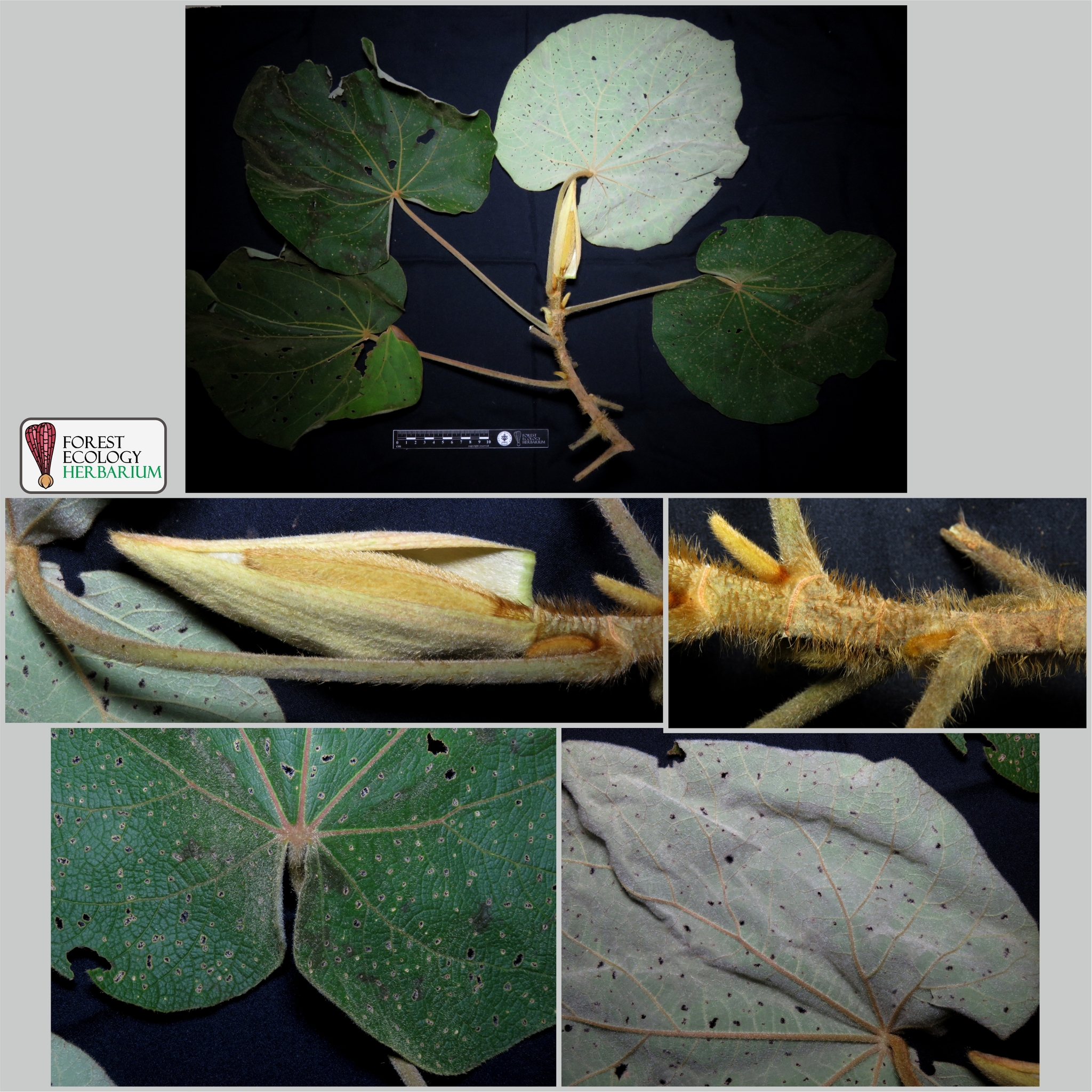 Hibiscus macrophyllus