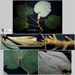 Hibiscus macrophyllus - Photo (c) Zakaria Al Anshori, algunos derechos reservados (CC BY-NC), uploaded by Zakaria Al Anshori