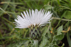 Centaurea cheiranthifolia