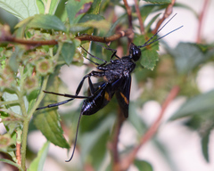 Pristaulacus fasciatus