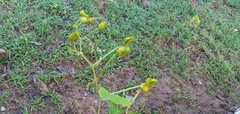 Passiflora bicornis
