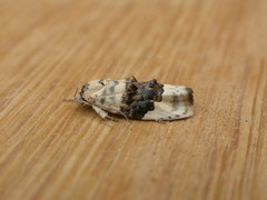 Piloprepes antidoxa