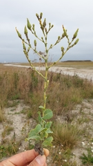 Lactuca sativa