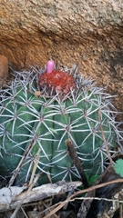 Melocactus zehntneri