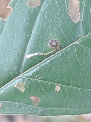 Bucculatrix frangutella