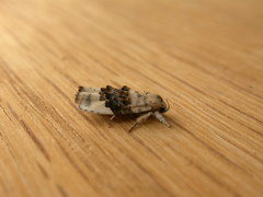Piloprepes antidoxa