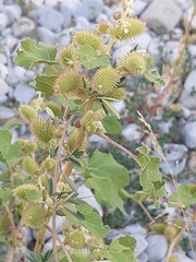 Xanthium orientale italicum