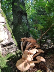 Fungi