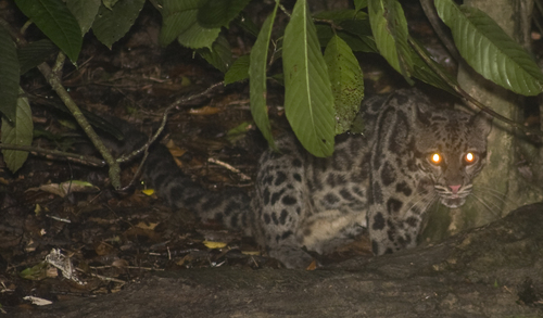 Sunda Clouded Leopard