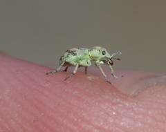 Coniatus splendidulus