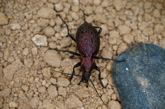 Carabus smaragdinus