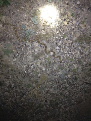 Bogertophis subocularis