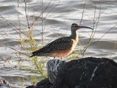 Numenius phaeopus