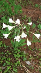 Hippeastrum elegans