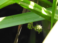 Sparganium erectum erectum