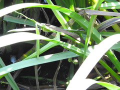 Sparganium erectum erectum