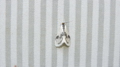 Cliniodes ostreonalis