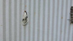 Cliniodes ostreonalis