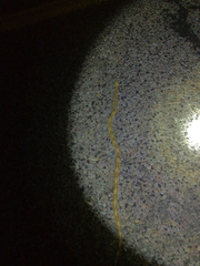 Bogertophis subocularis