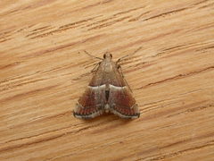 Persicoptera compsopa