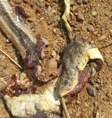 Psammophis brevirostris