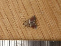 Persicoptera compsopa