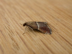 Persicoptera compsopa