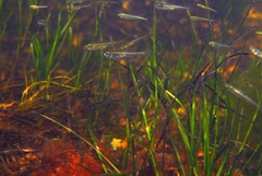 Atherinosoma microstoma