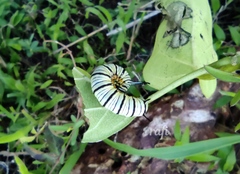 Tirumala limniace
