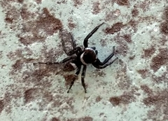 Hasarius adansoni
