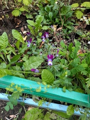 Viola × wittrockiana