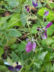 Viola × wittrockiana