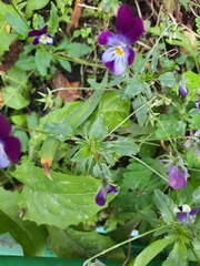 Viola × wittrockiana