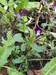 Viola × wittrockiana