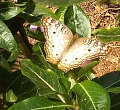 Anartia jatrophae