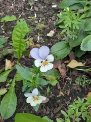 Viola × wittrockiana