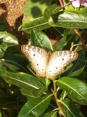 Anartia jatrophae