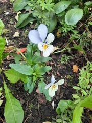 Viola × wittrockiana