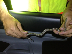 Bogertophis subocularis