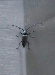 Batocera rufomaculata