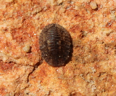 Discolomatidae