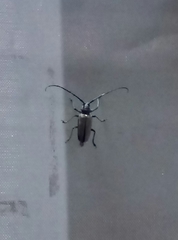 Batocera rufomaculata