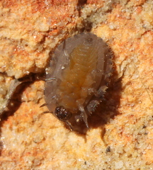 Discolomatidae